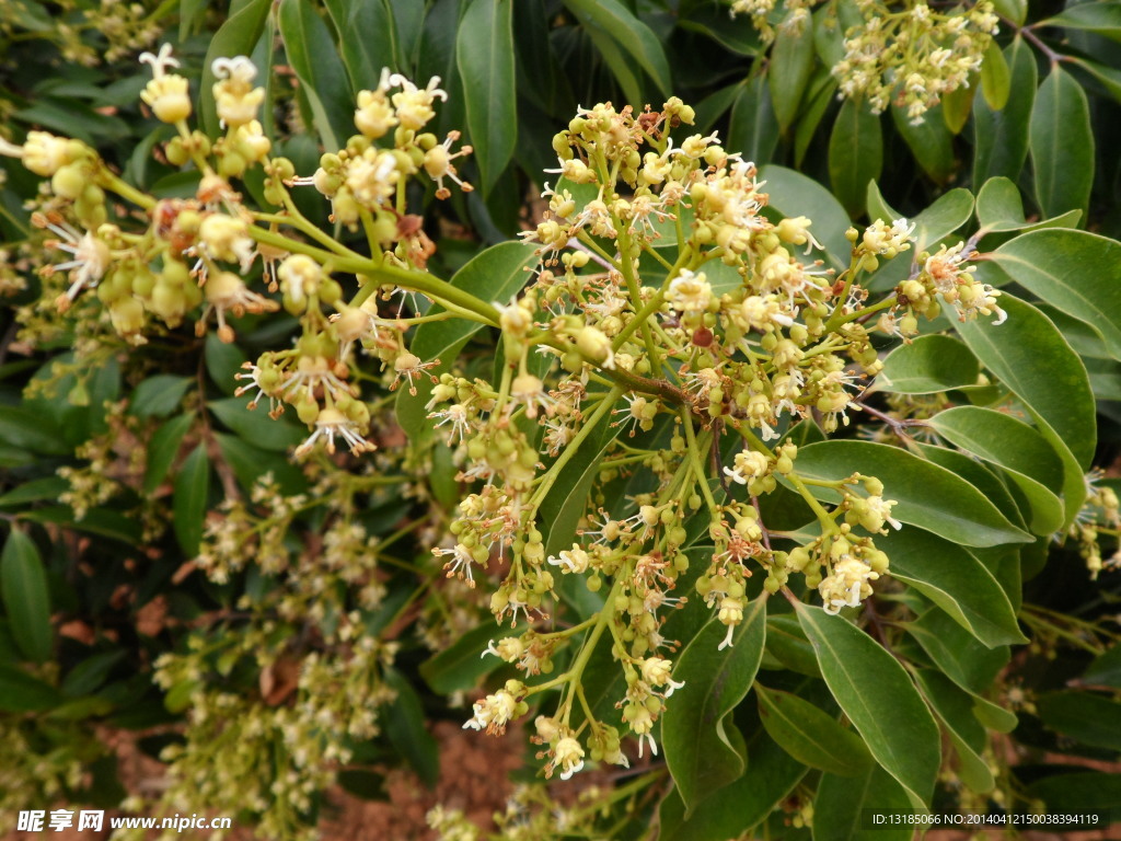 荔枝花