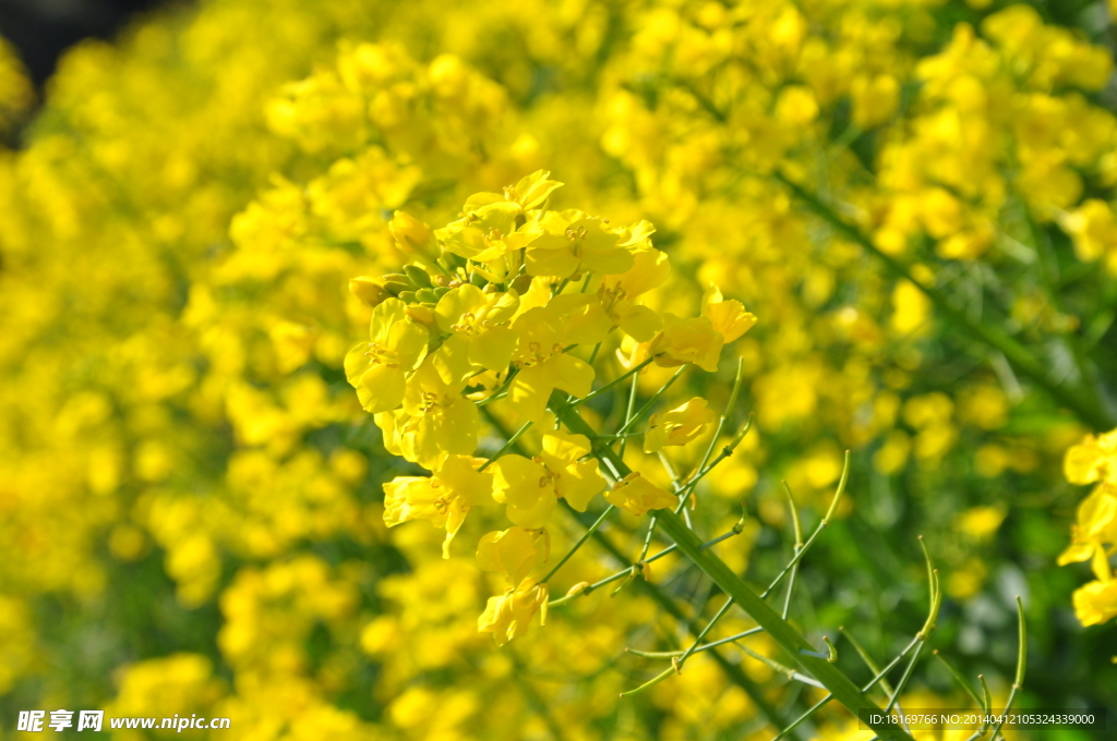 油菜花 春天