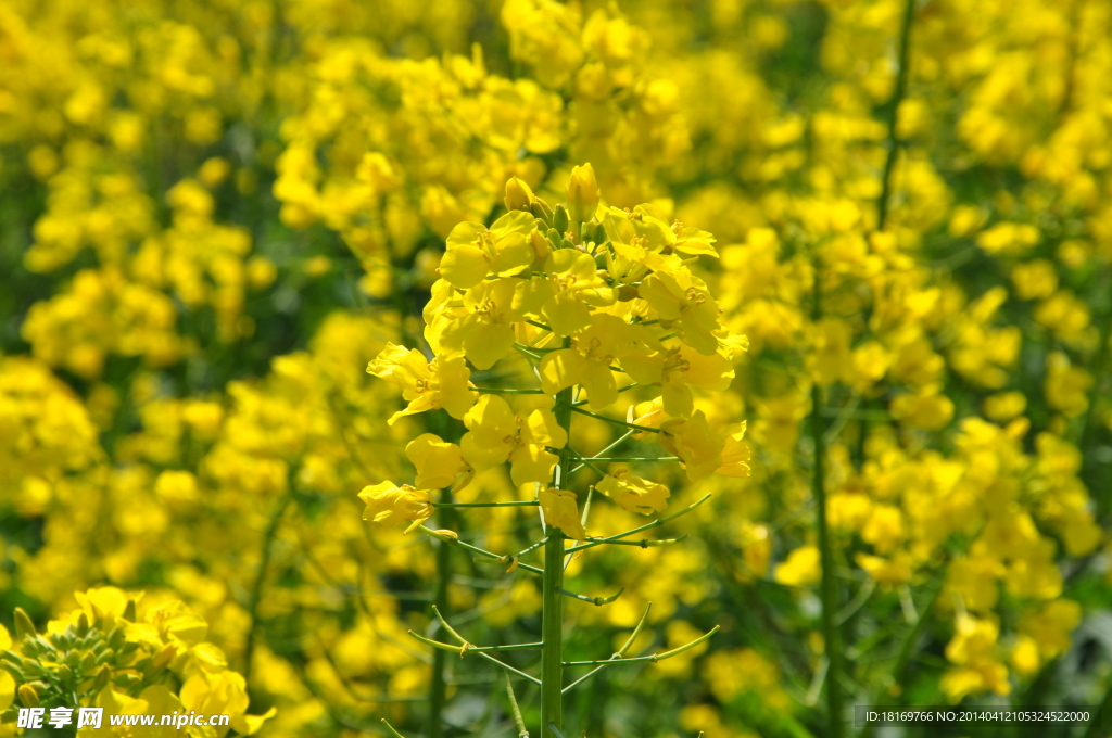 油菜花 春天