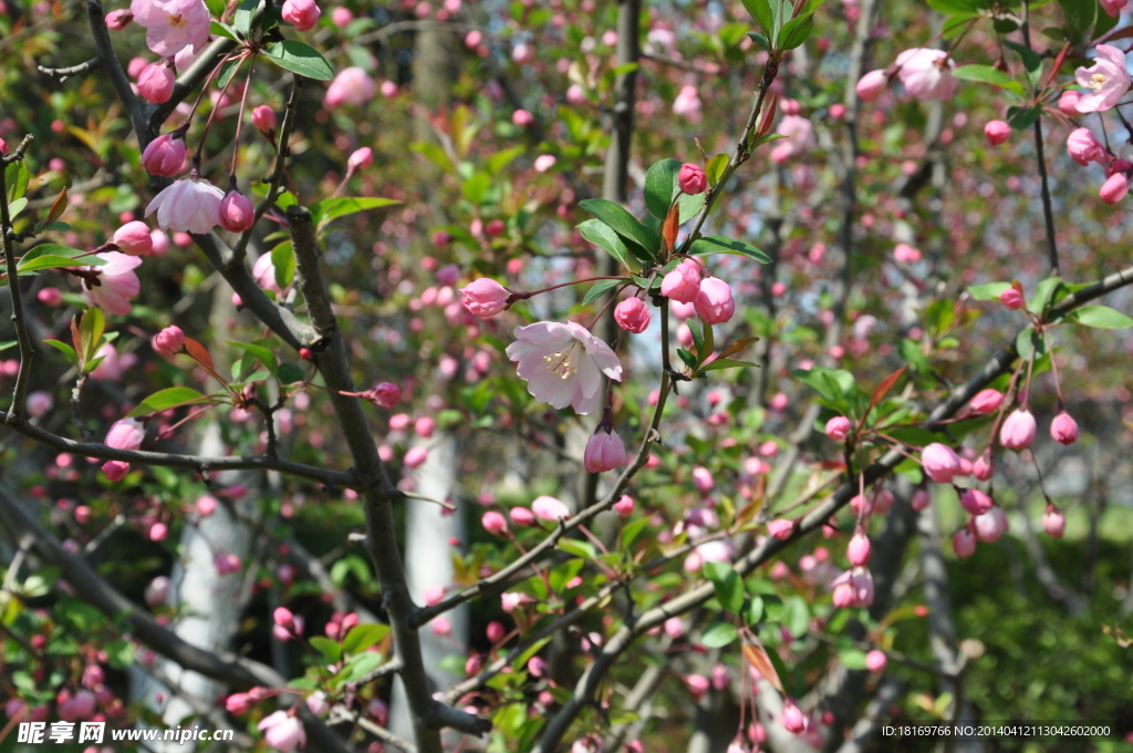 粉红色梅花