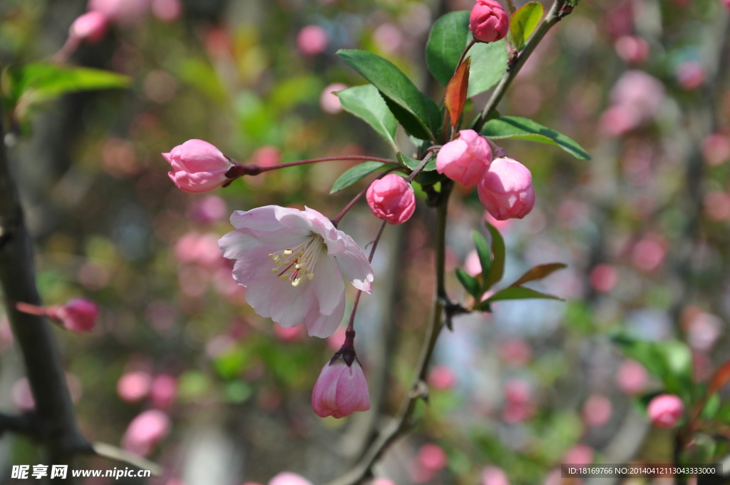 粉红色梅花