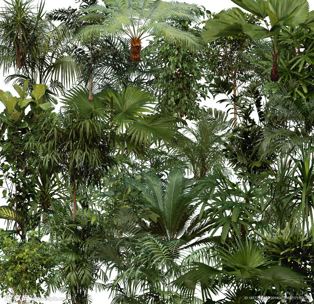 植物素材