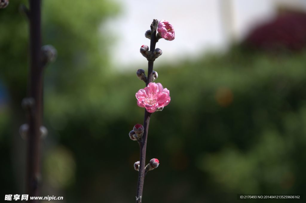 高清桃花