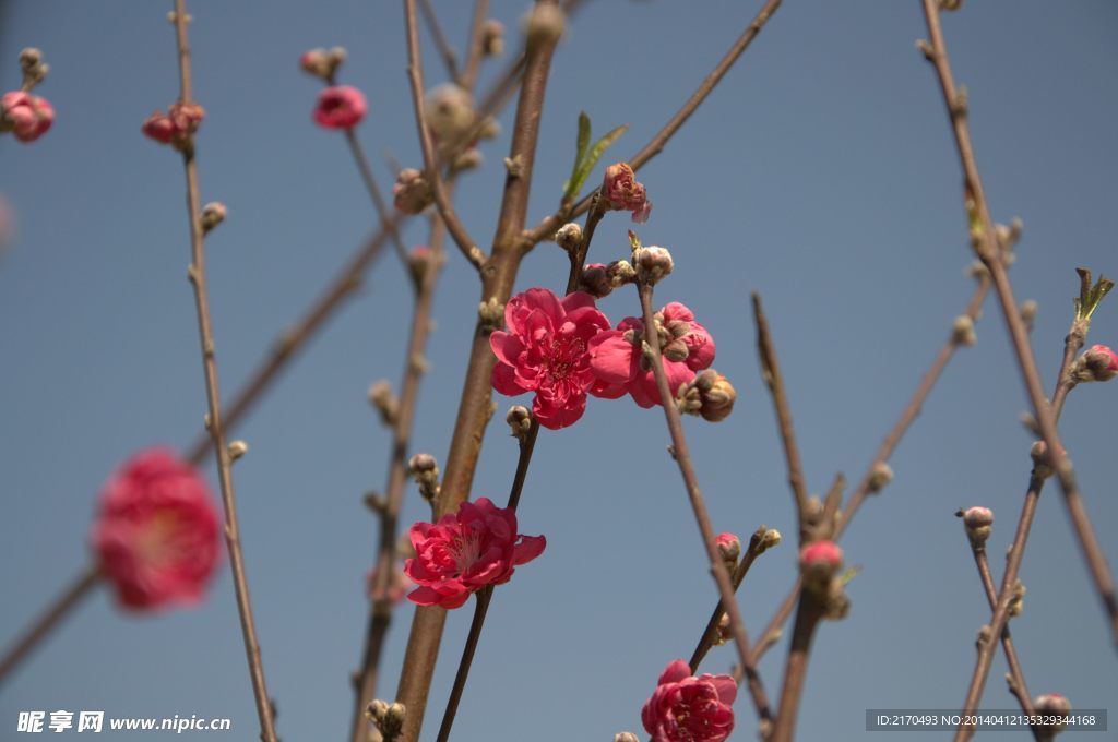 高清桃花