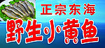 东海野生小黄鱼