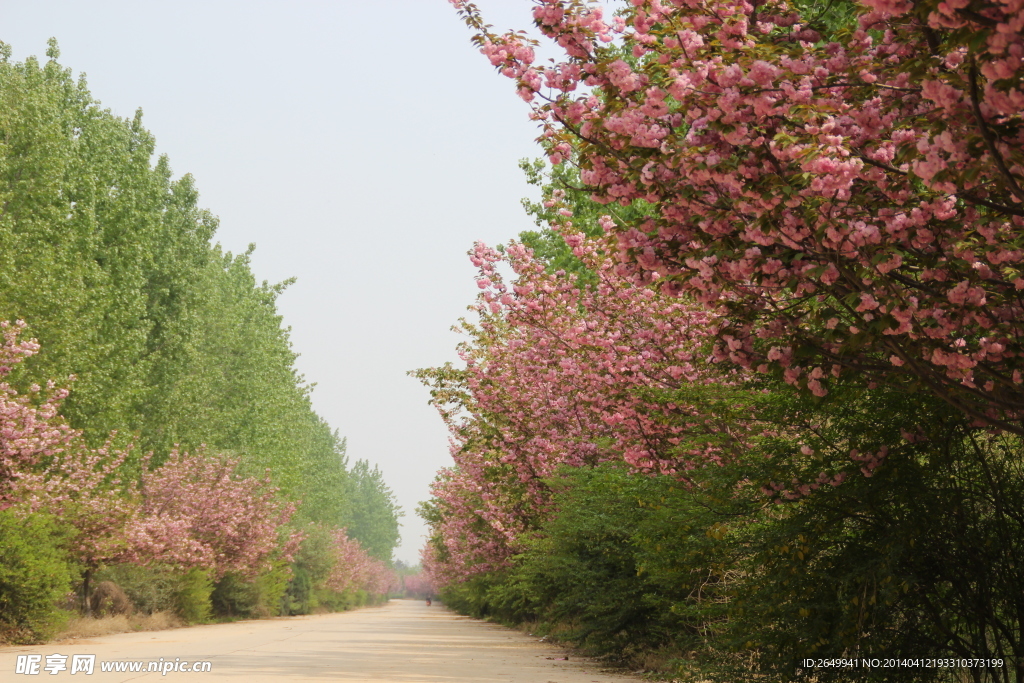 樱花