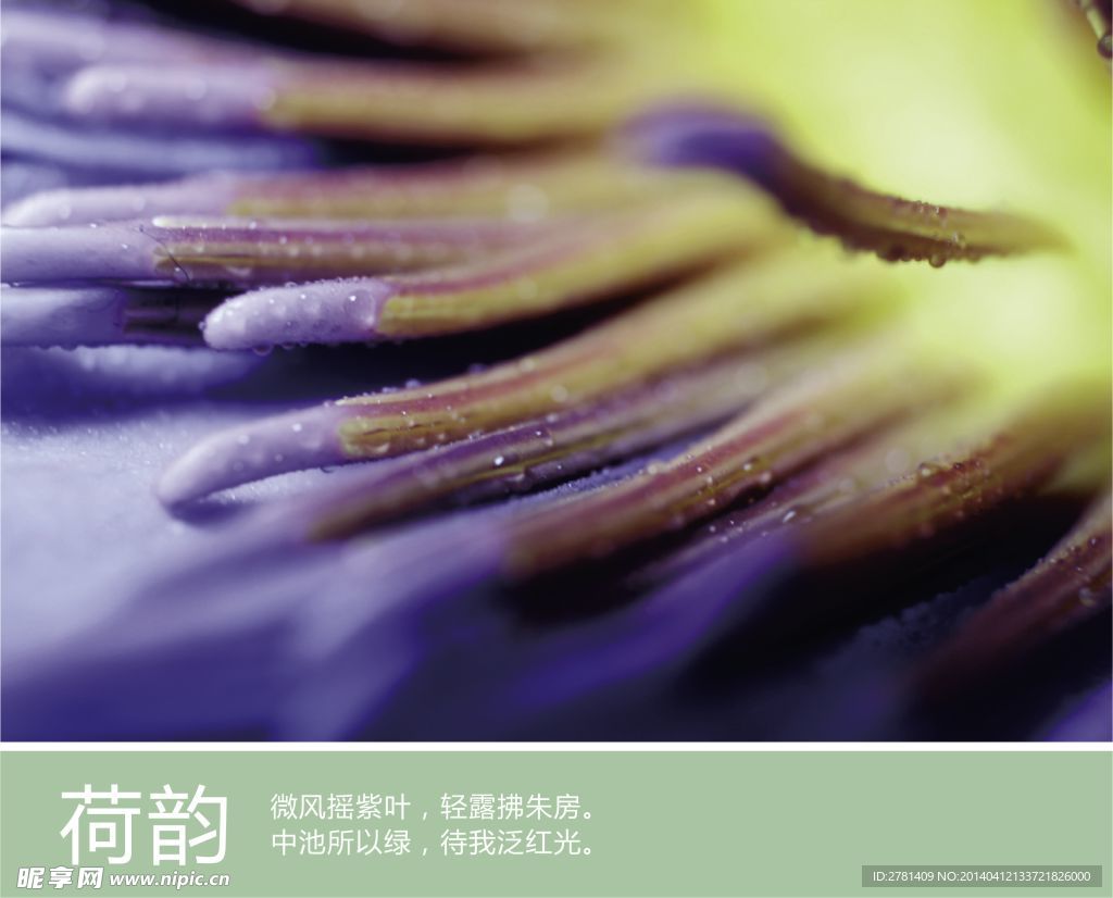 荷花