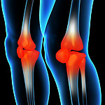 膝盖肌肉骨骼结构