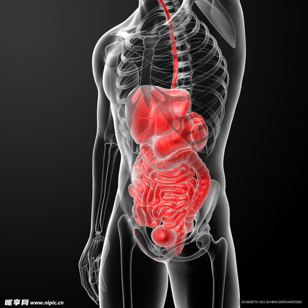 肝脏肠胃结构