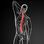 人体脊柱结构