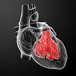 人体心脏结构