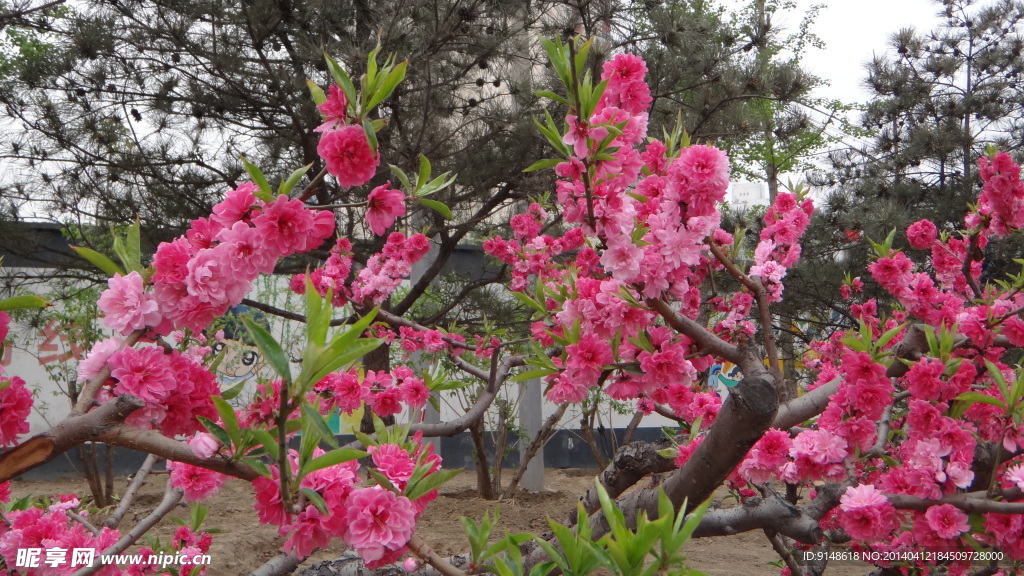 碧桃花枝