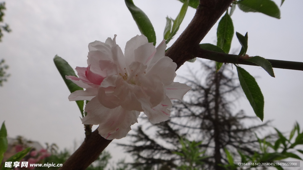白粉色碧桃花