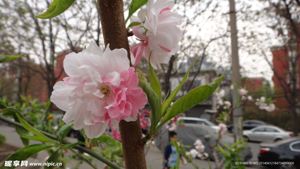 碧桃花