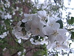 苹果花