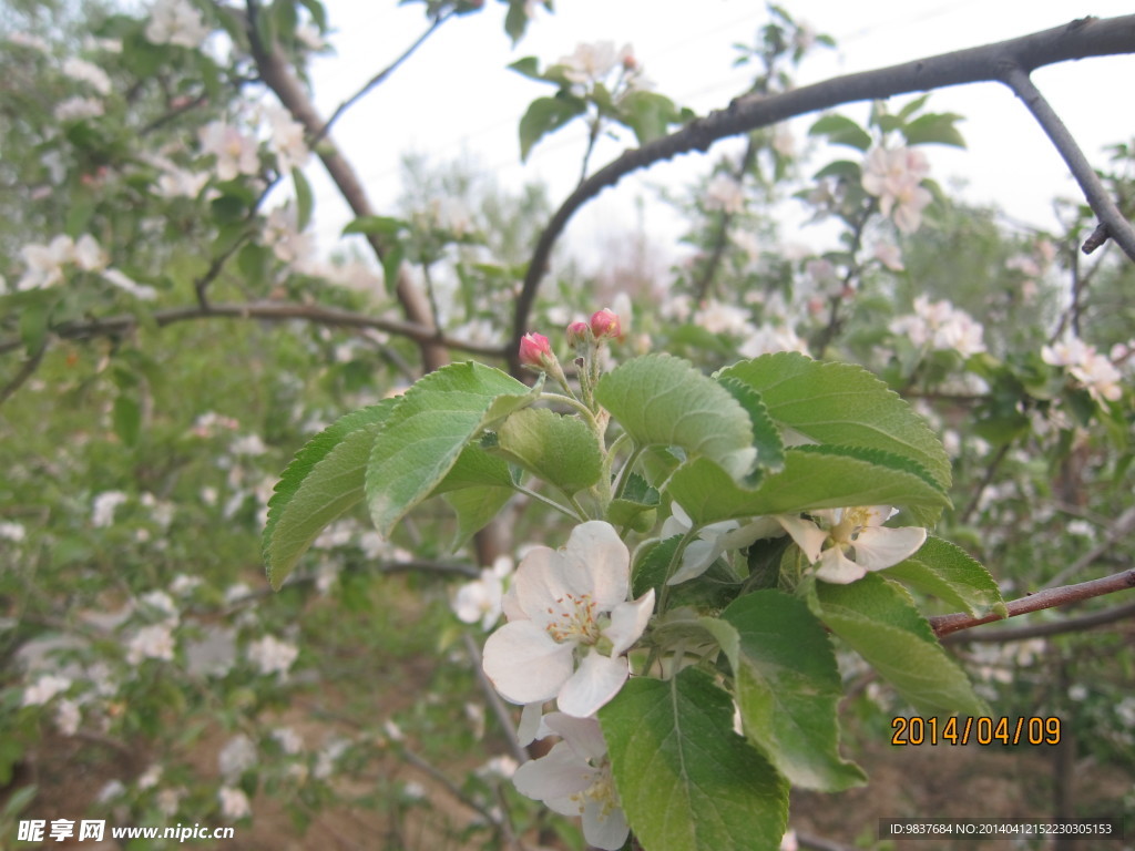 天鹅苹果、花式苹果（2种花式切苹果方法）的做法_菜谱_豆果美食