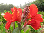红色芭蕉
