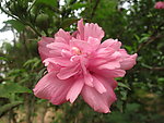 木槿花