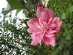 木槿花