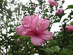 木槿花