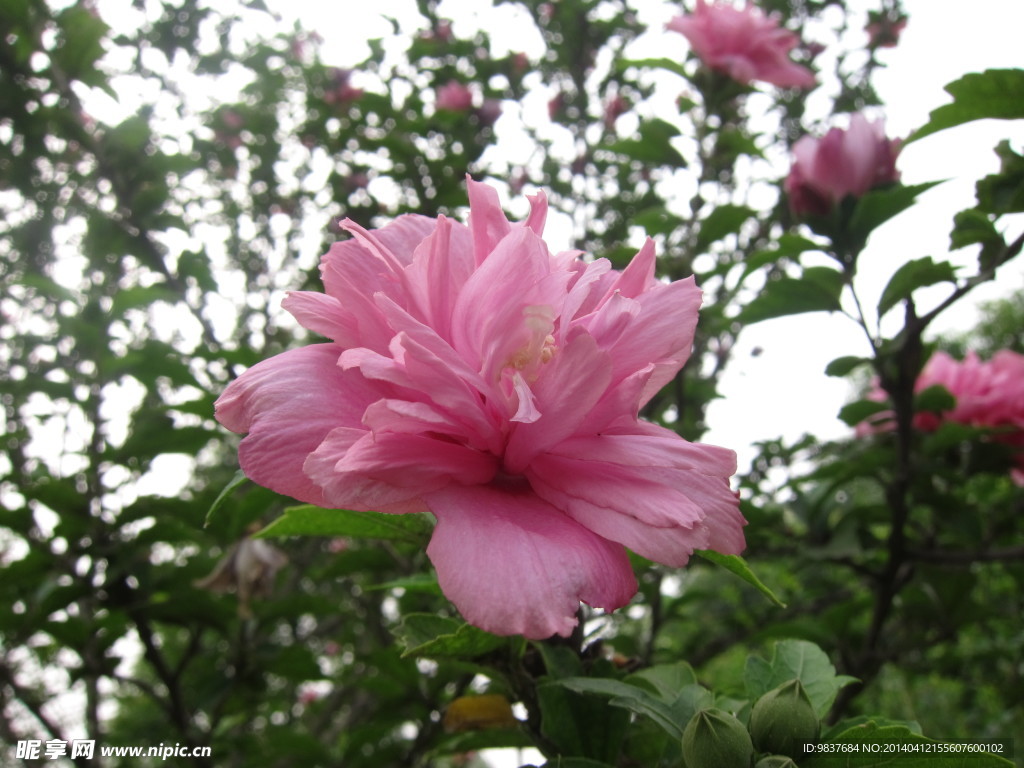 木槿花