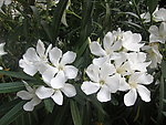 夹竹桃花