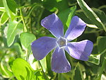 五瓣花