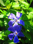 五瓣花