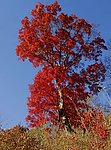 秋高气爽赏红叶