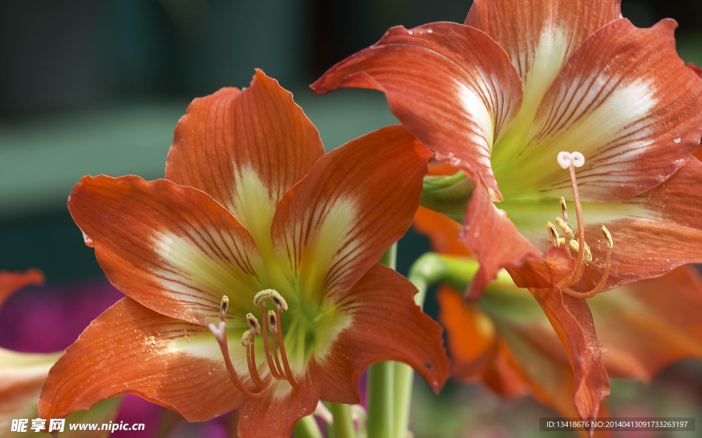 百合花特写