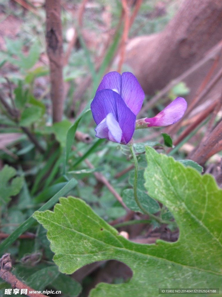 野豌豆花