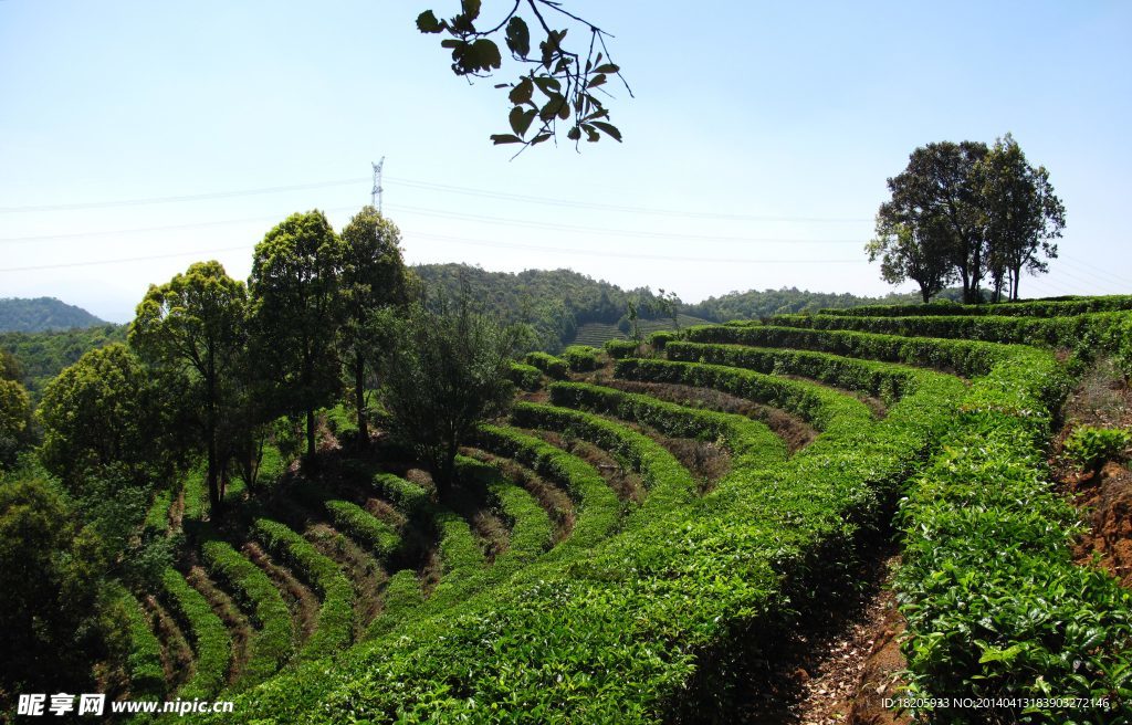 茶园风景