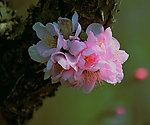 樱花 樱桃花 粉花