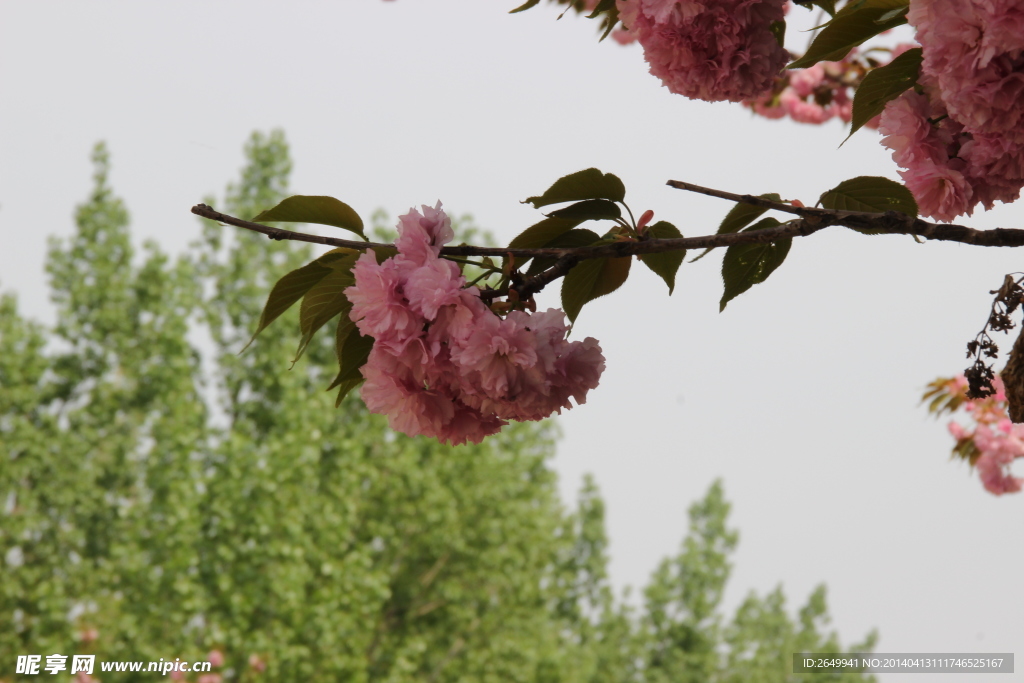 樱花