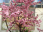 粉色梅花树
