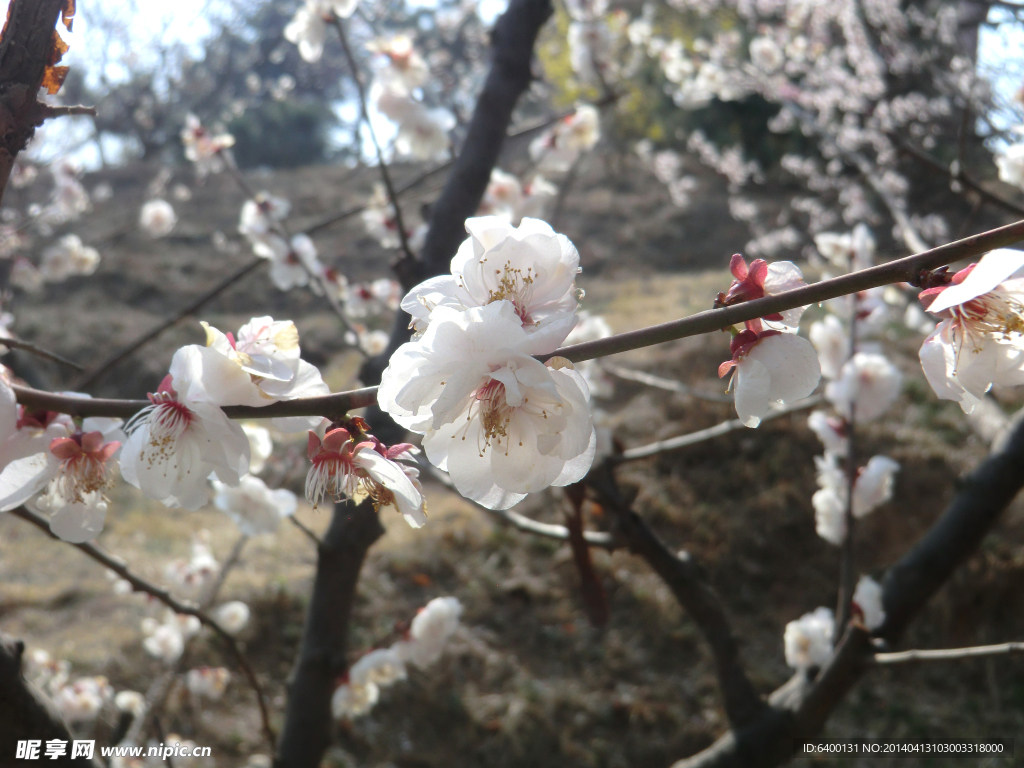 白色梅花 特写