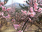 春季 梅花