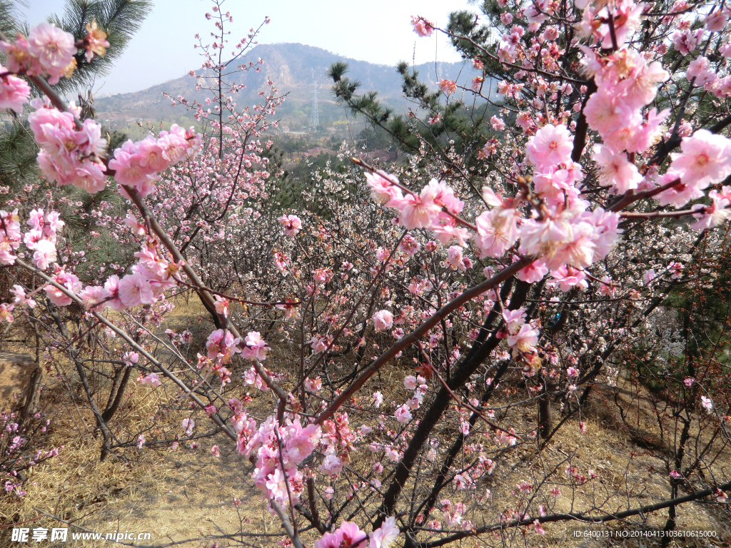 春季 梅花