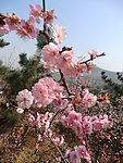 春季梅花