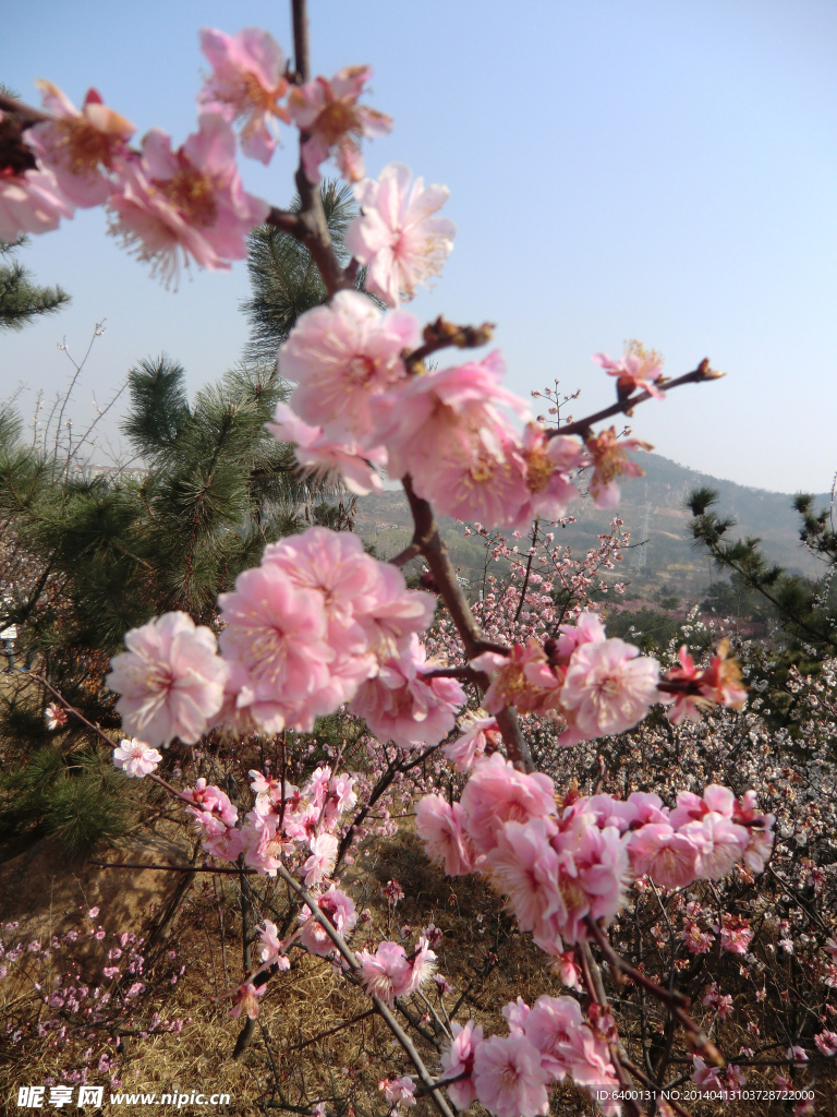 春季梅花