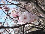 芬芳 梅花