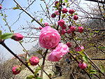 粉色梅花苞