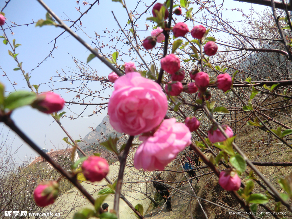 粉色梅花苞