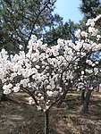 花海 梅花