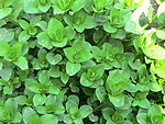 绿色植物 装饰