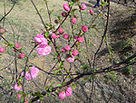 梅花 花苞 粉色