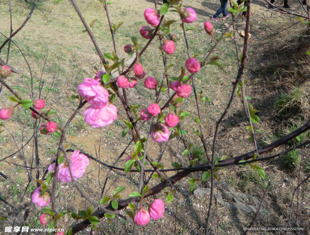 梅花 花苞 粉色