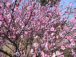 梅花 花海
