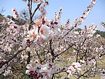 梅花 美丽
