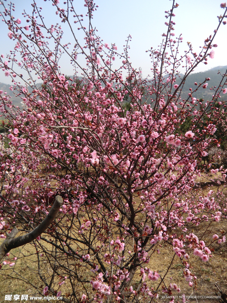 梅花 十梅庵